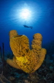   Yellow Sponge Tubes  